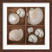 Seashells Tresasures III Fine Art Print