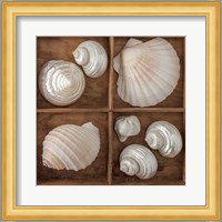 Seashells Tresasures III Fine Art Print