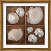 Seashells Tresasures III Fine Art Print