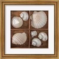 Seashells Tresasures III Fine Art Print