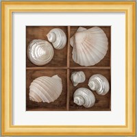 Seashells Tresasures III Fine Art Print