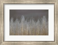 Silver Forest Fine Art Print