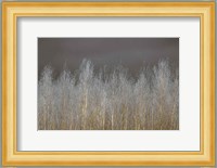 Silver Forest Fine Art Print