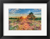 Heathland Sunset Fine Art Print