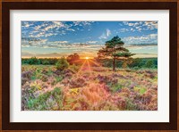 Heathland Sunset Fine Art Print