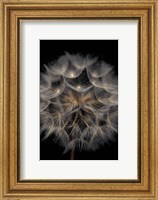 Fragile Beauty Fine Art Print