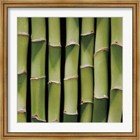 Bamboo Lengths Fine Art Print