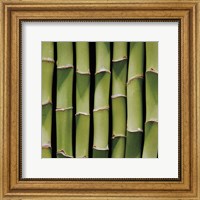 Bamboo Lengths Fine Art Print