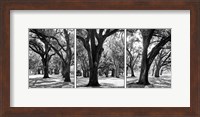 Oak Tree Study Fine Art Print