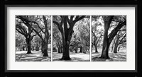 Oak Tree Study Fine Art Print