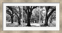 Oak Tree Study Fine Art Print