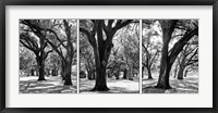 Oak Tree Study Fine Art Print