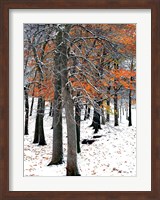 SnowFall II Fine Art Print