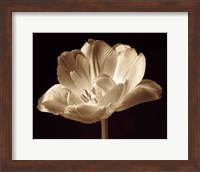 Champagne Tulip III Fine Art Print