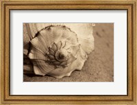 Conch Fine Art Print