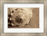 Conch Fine Art Print