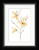 Morning Glory I Fine Art Print