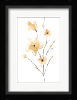 Morning Glory II Fine Art Print