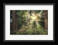 Rise 'n' Shine Fine Art Print