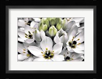 Blooming Stars Fine Art Print