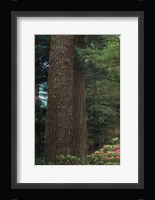 Rise 'n' Shine I Fine Art Print