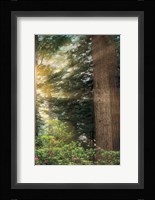 Rise 'n' Shine III Fine Art Print