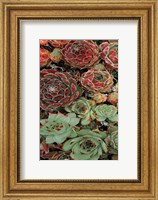 Succulent Collection I Fine Art Print