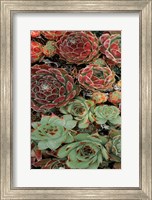 Succulent Collection I Fine Art Print