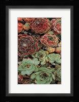 Succulent Collection I Fine Art Print
