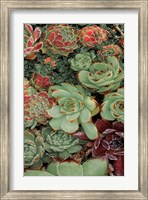 Succulent Collection II Fine Art Print