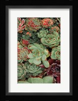 Succulent Collection II Fine Art Print