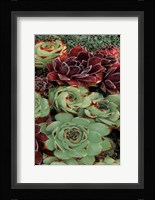 Succulent Collection III Fine Art Print