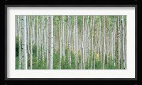 Early Autumn Aspens Fine Art Print
