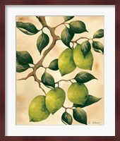 Italian Harvest - Limes Fine Art Print