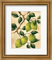 Italian Harvest - Limes Fine Art Print