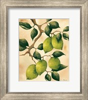 Italian Harvest - Limes Fine Art Print