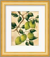 Italian Harvest - Limes Fine Art Print