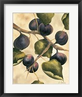 Italian Harvest - Figs Fine Art Print