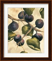 Italian Harvest - Figs Fine Art Print