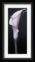 My Small Lily II Fine Art Print