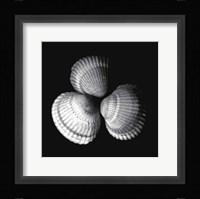 Shell Collection I Fine Art Print