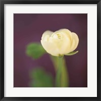 Ivory on Aubergine Fine Art Print