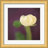 Ivory on Aubergine Fine Art Print