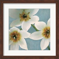 Lily Parfait I Fine Art Print