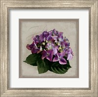 Botanical Hydrenga Fine Art Print