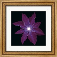 Clematis Fine Art Print