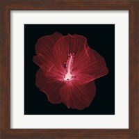 Hibiscus Fine Art Print