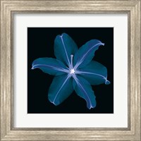 Lily Fine Art Print