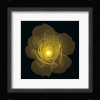Rose Fine Art Print