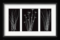 Three Rushes Fine Art Print